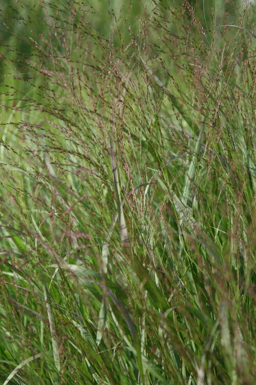 Bild von Panicum virgatum Squaw