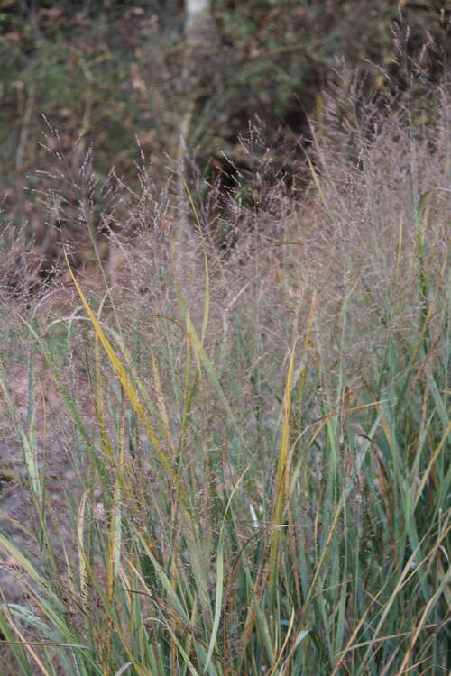 Bild von Panicum virgatum Thundercloud