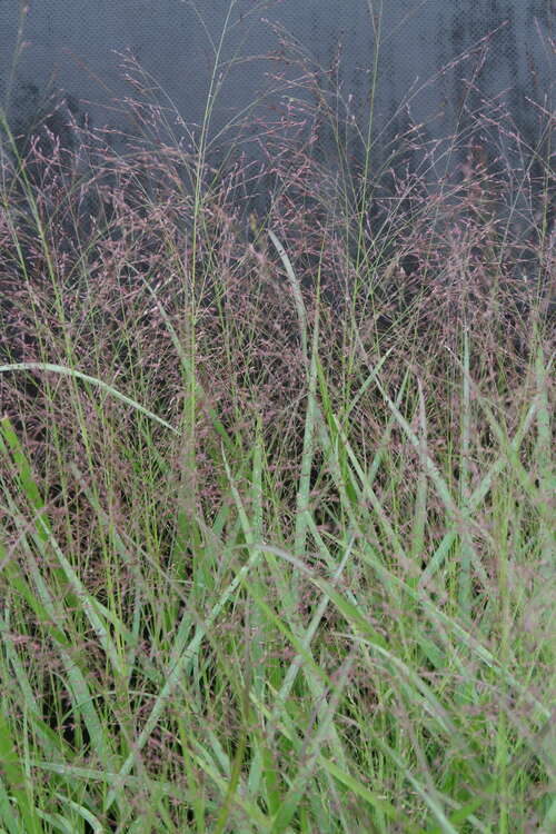 Bild von Panicum virgatum Warrior