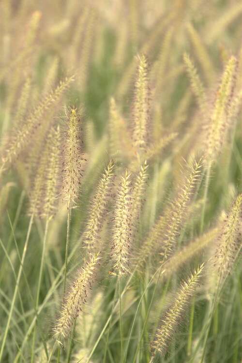 Bild von Pennisetum alopecuroides Compressum