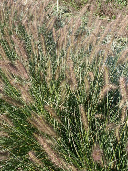Bild von Pennisetum alopecuroides Hameln