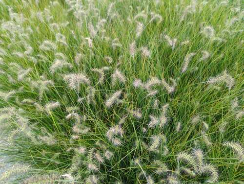 Bild von Pennisetum alopecuroides Little Bunny