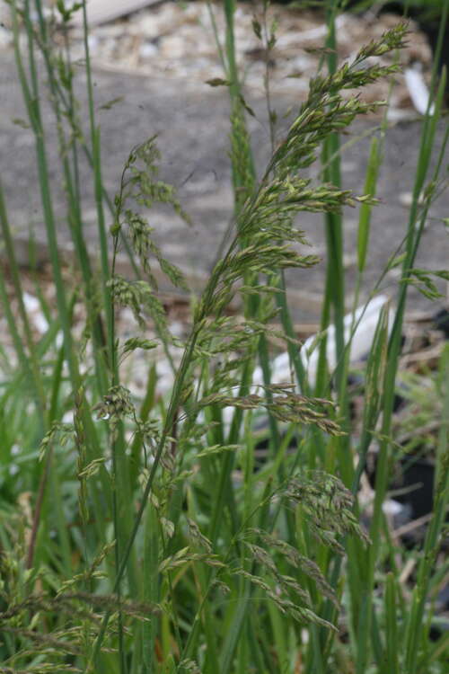 Bild von Poa compressa