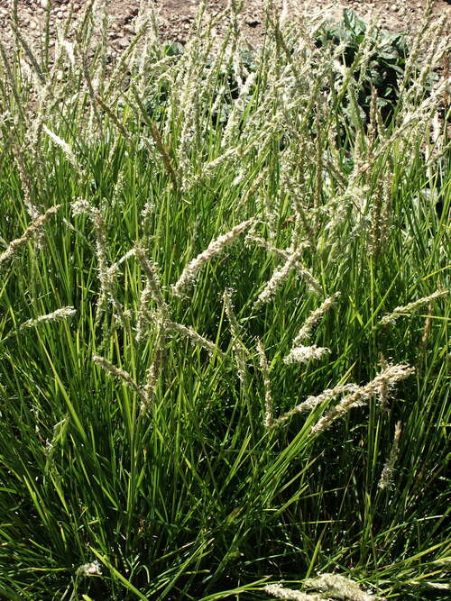 Bild von Sesleria autumnalis