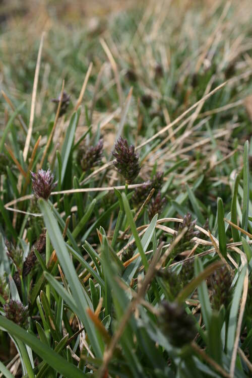 Bild von Sesleria caerulea