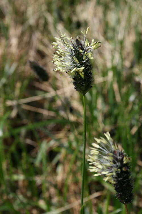Bild von Sesleria heufleriana