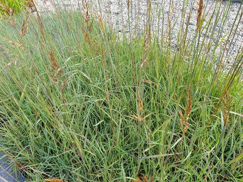 Bild von Sorghastrum nutans