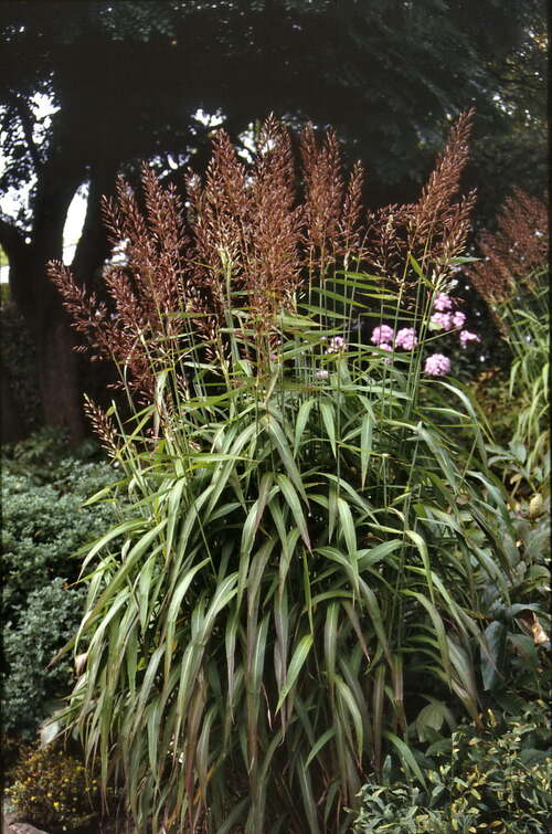 Bild von Spodiopogon sibiricus