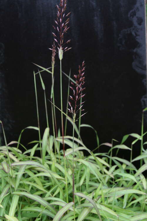 Bild von Spodiopogon sibiricus West Lake