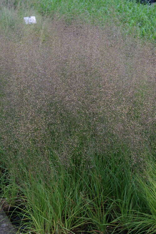 Bild von Präriegras, Tropfengras