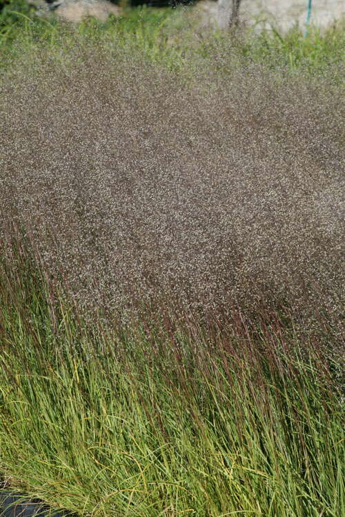 Bild von Sporobolus heterolepis Cloud
