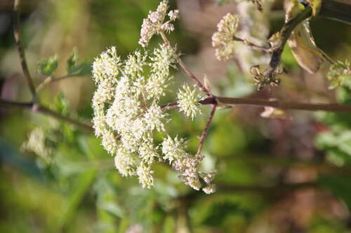 Bild von Angelica sylvestris