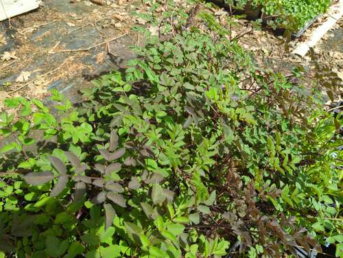 Bild von Angelica sylv. Vicars Mead