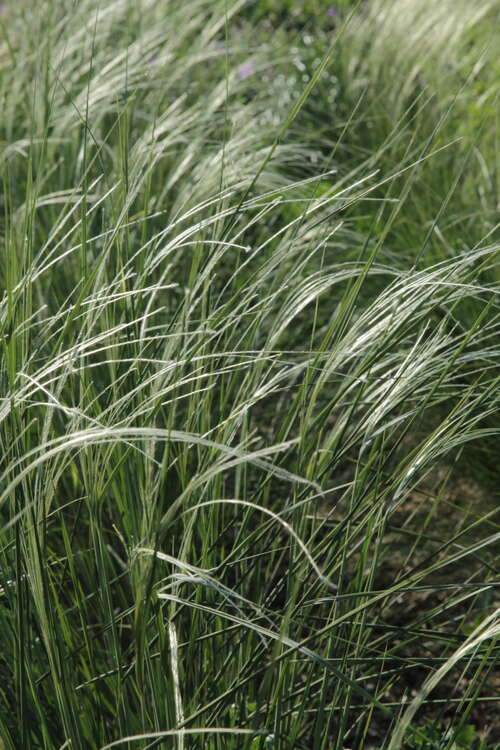 Bild von Südliches Reiher-Federgras