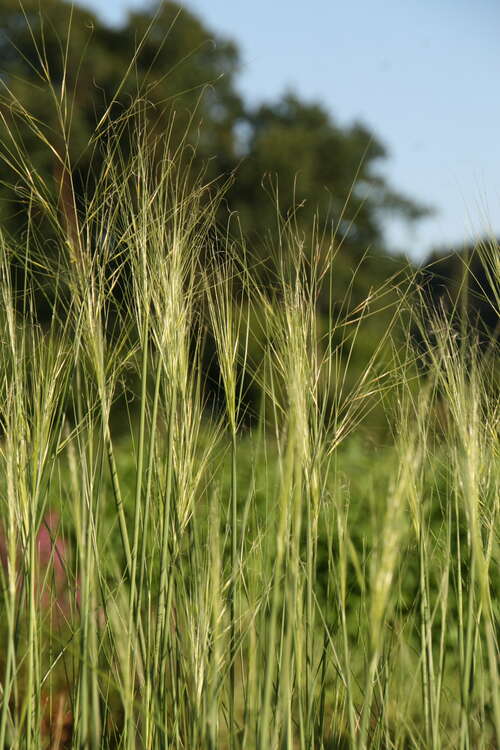 Bild von Stipa capillata