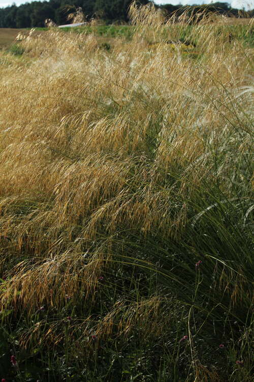 Bild von Riesen-Federgras