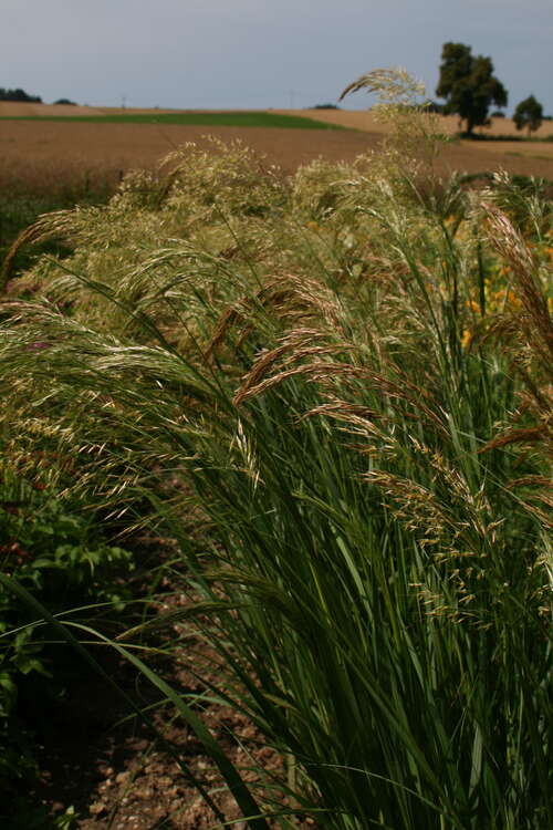 Bild von Stipa lasiagrostis Algäu