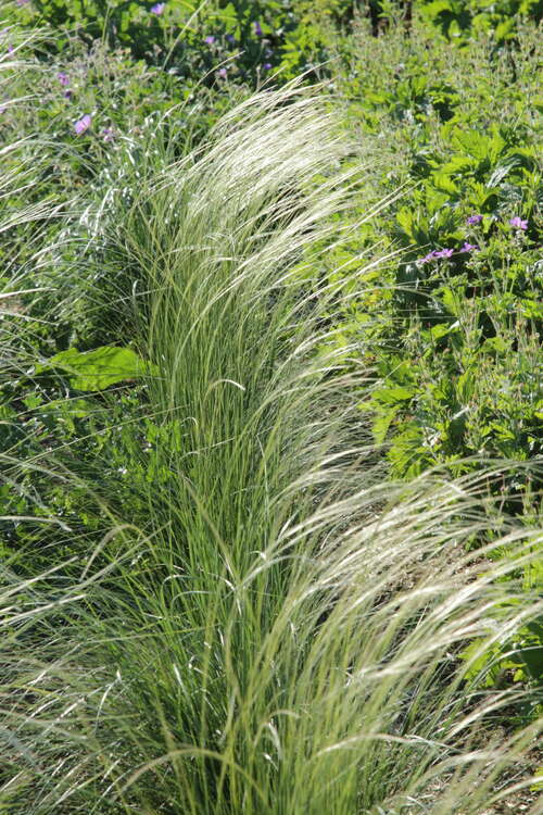 Bild von Stipa pennata