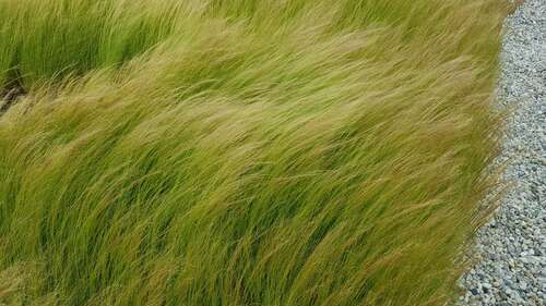 Bild von Espartogras