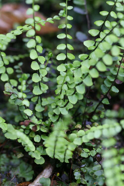 Bild von Braunstieliger Streifenfarn