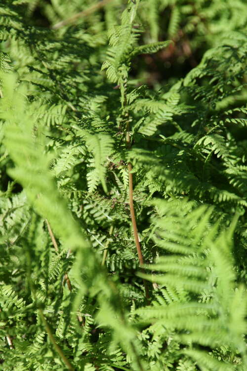 Bild von Athyrium filix-femina Rotstiehl