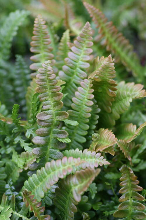 Bild von Blechnum penna marina