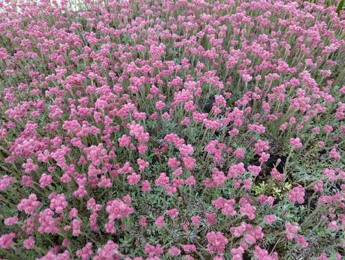 Bild von Antennaria dioica Rotes Wunder