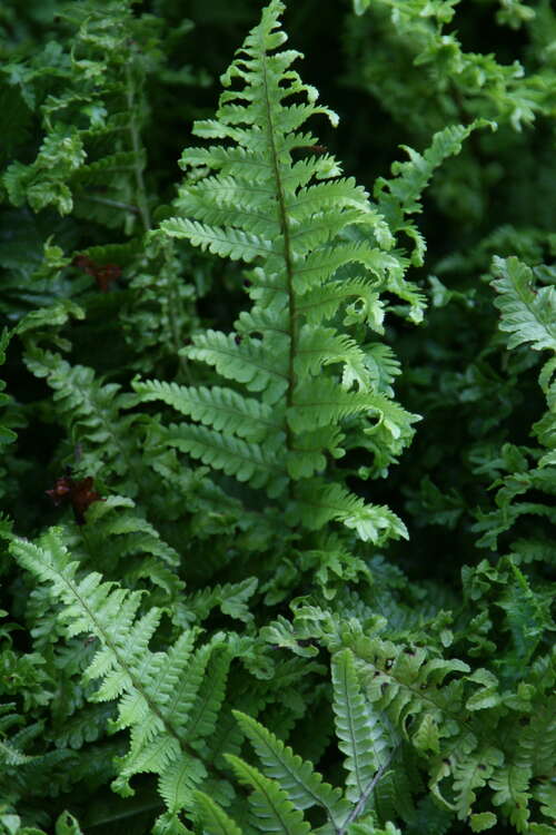 Bild von Dryopteris affinis Crispa