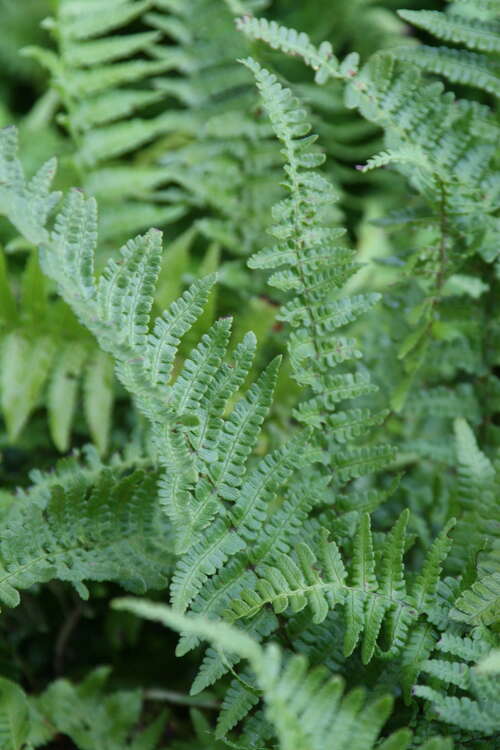 Bild von Schmaler Garten-Goldschuppenfa