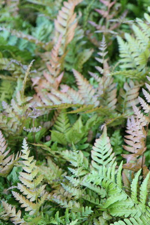 Bild von Dryopteris erythrosora