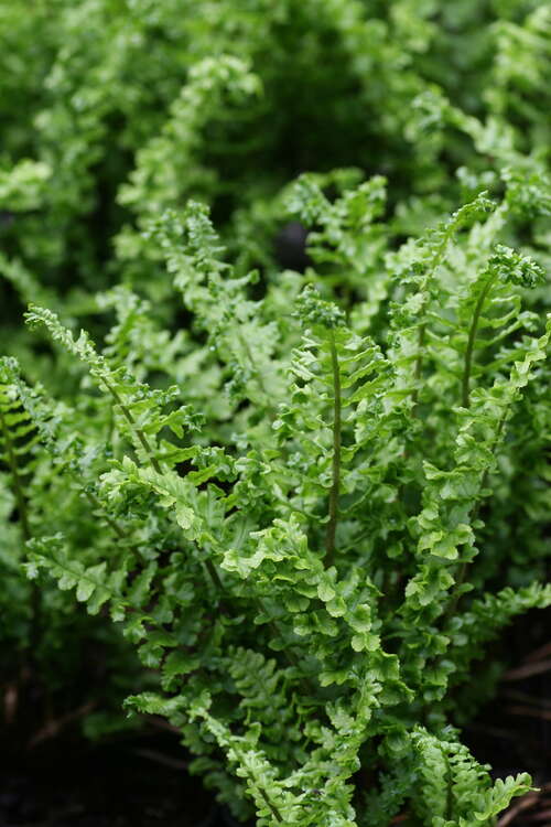 Bild von Geschlitzter Garten-Wurmfarn