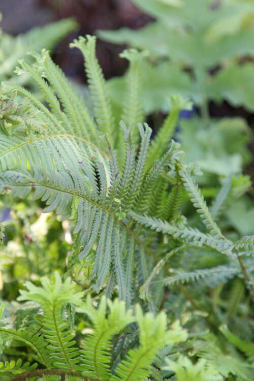 Bild von Dryopteris filix-mas Furcans