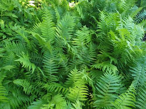 Bild von Matteuccia pensylvanica