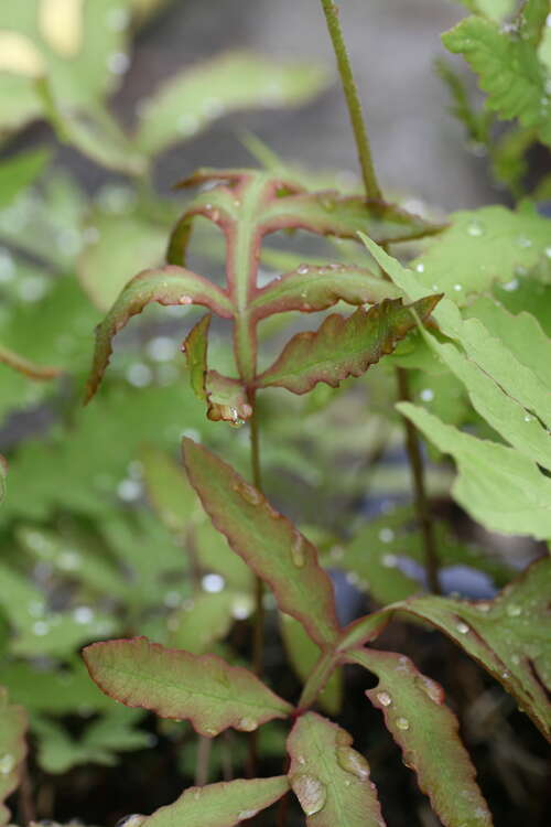 Bild von Heimischer Straußenfarn