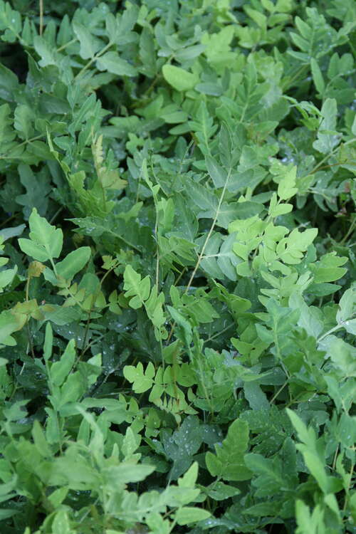 Bild von Osmunda regalis