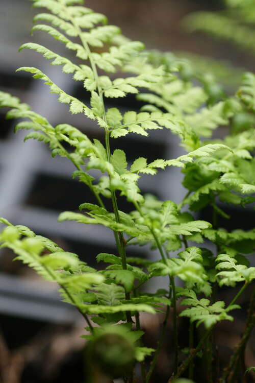 Bild von Polystichum makinoi