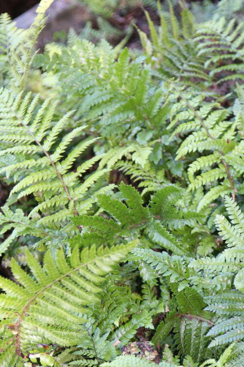 Bild von Japanischer Glanz-Schildfarn