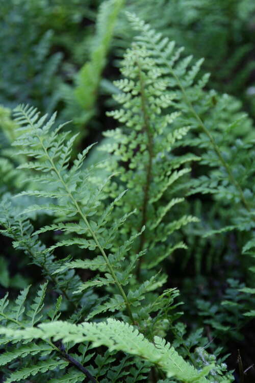 Bild von Polystichum setiferum Proliferum