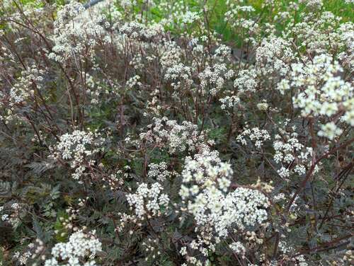 Bild von Anthriscus sylvestris Ravenswing