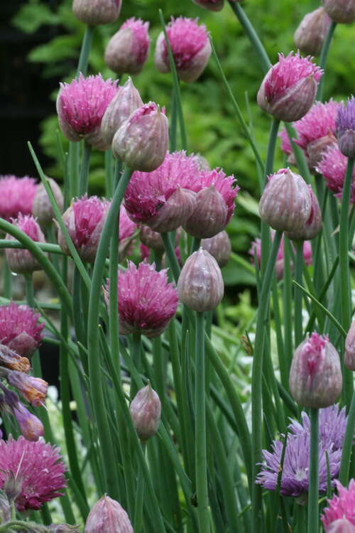 Bild von Allium schoenoprasum