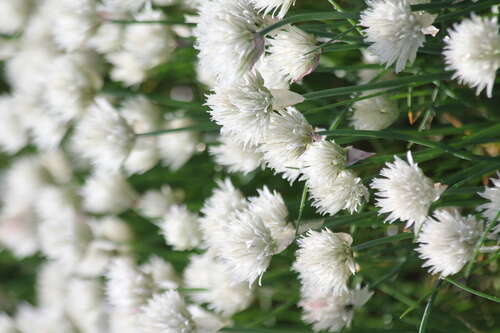 Bild von Allium schoenoprasum Elbe