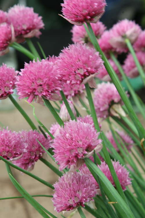 Bild von Allium schoenoprasum Forescate