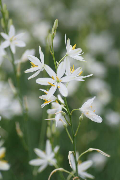 Bild von Anthericum liliago