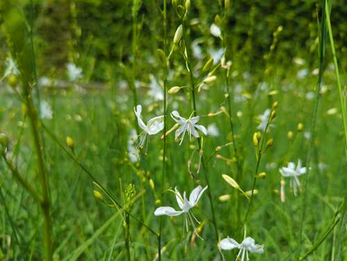 Bild von Anthericum ramosum