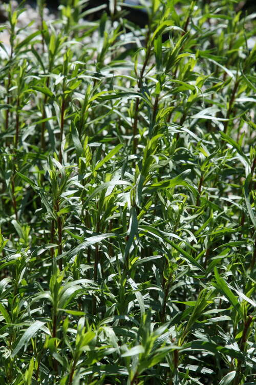 Bild von Artemisia abrotanum