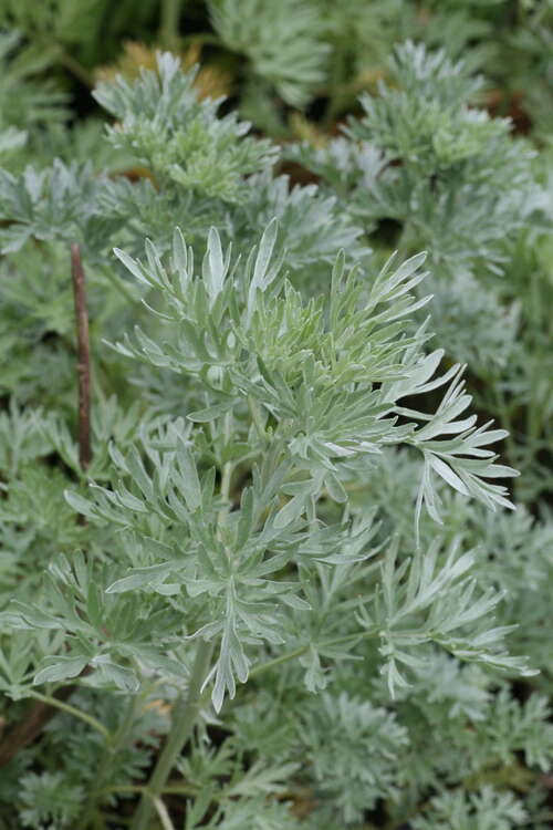 Bild von Artemisia absinthium