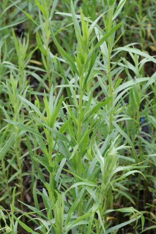 Bild von Artemisia dracunculus