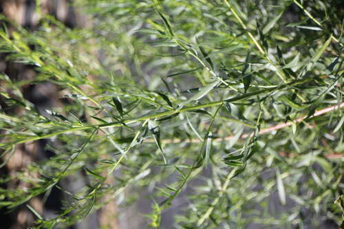 Bild von Artemisia dracunculus Sativa