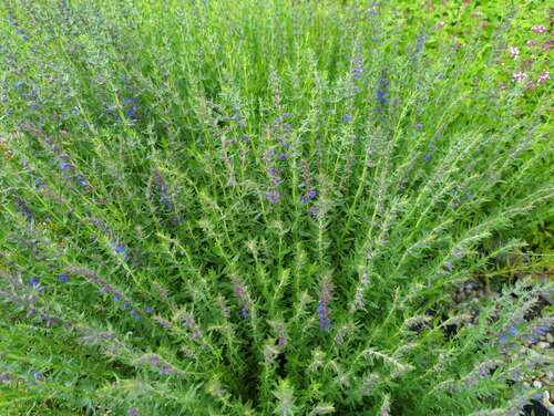 Bild von Hyssopus officinalis