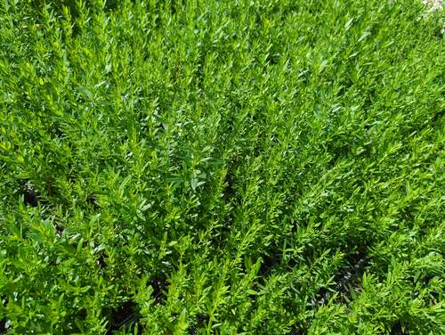 Bild von Hyssopus officinalis Alba